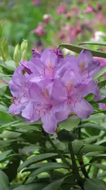 rhodo (2).webp