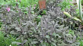salbei.webp