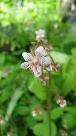 saxifragablüte.webp