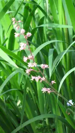 tiarellablüte.webp