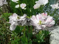 4.webp