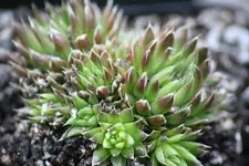 IMG_1917 - Kopie.webp