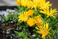 IMG_1921 - Kopie.webp