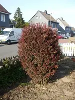 RoteBerberitze.webp