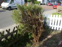 Quetschbaum.webp