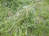 DSCF4777.webp
