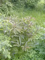 DSCF4778.webp