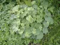 DSCF4780.webp