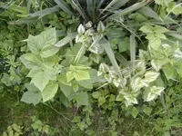 DSCF4781.webp