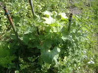 DSCF4783.webp