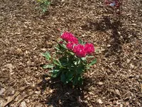 100_4219.webp