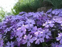 IMG_5206_1024x768.webp