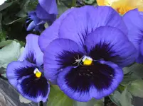 Spinne_auf_Viola_1_4_2008_DSC00328.webp