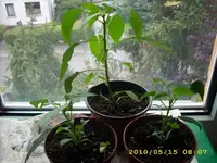 JD500012.webp