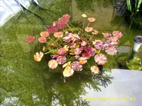 JD500038.webp