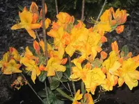 Azalee Klondyke 2.webp