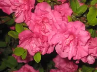 Azalee Petticot 2.webp