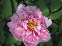 Meine zweite Paeonienblüte 2.webp