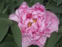 Meine zweite Paeonienblüte 3.webp