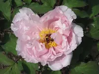 Meine erste Paeonienblüte 2.webp