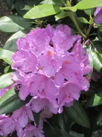 Rhodi 1.webp