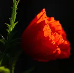 IMG_1341.webp