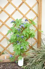 20100430080121.webp