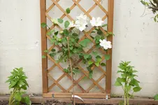 MK4_2437.webp