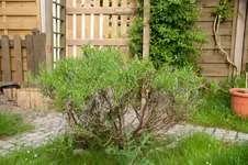 MK4_2446.webp