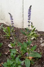 MK4_2460.webp