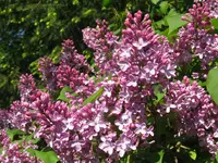 IMG_5258_1024x768.webp