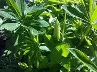 lupine2305.webp