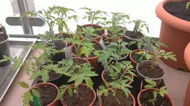 Tomaten 1 Wahl.webp