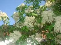 DSC03656.webp