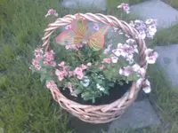 Blumenkorb gemacht - 22.05.2010.webp