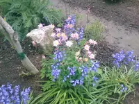 Bunt und duftend - 23.05.2010.webp