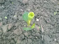 Dahlien kommen - 23.05.2010.webp