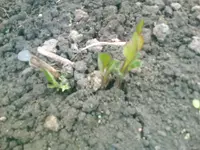 Dahlien treiben - 23.05.2010.webp