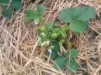 Erdbeeren - 23.05.2010.webp