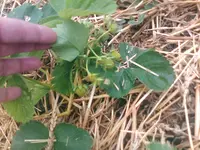 Erdbeeren wachsen - 23.05.2010.webp