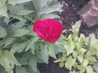 Pfingstrose - 23.05.2010.webp