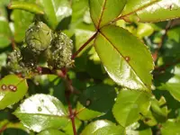 Rosen_Schaedling_bearb.webp