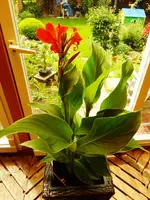 PCanna_Indicata_Lucifer.webp