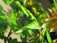 IMG_0744_s.webp