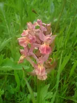 DSC01262.webp