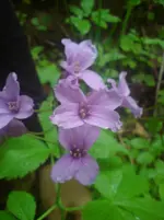 DSC01269.webp