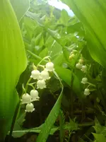 DSC01271.webp