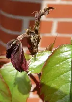 Rose_2.webp