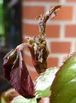 Rose_4.webp