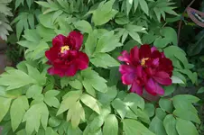 DSC02958.webp